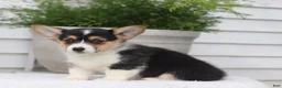 Welsh Corgi Pembroke dogs for sale: Tilly - Ad 4