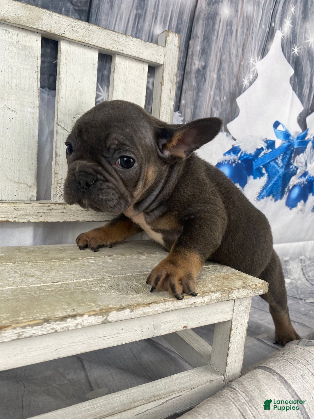 French Bulldog dogs for sale: Molly - Ad 11