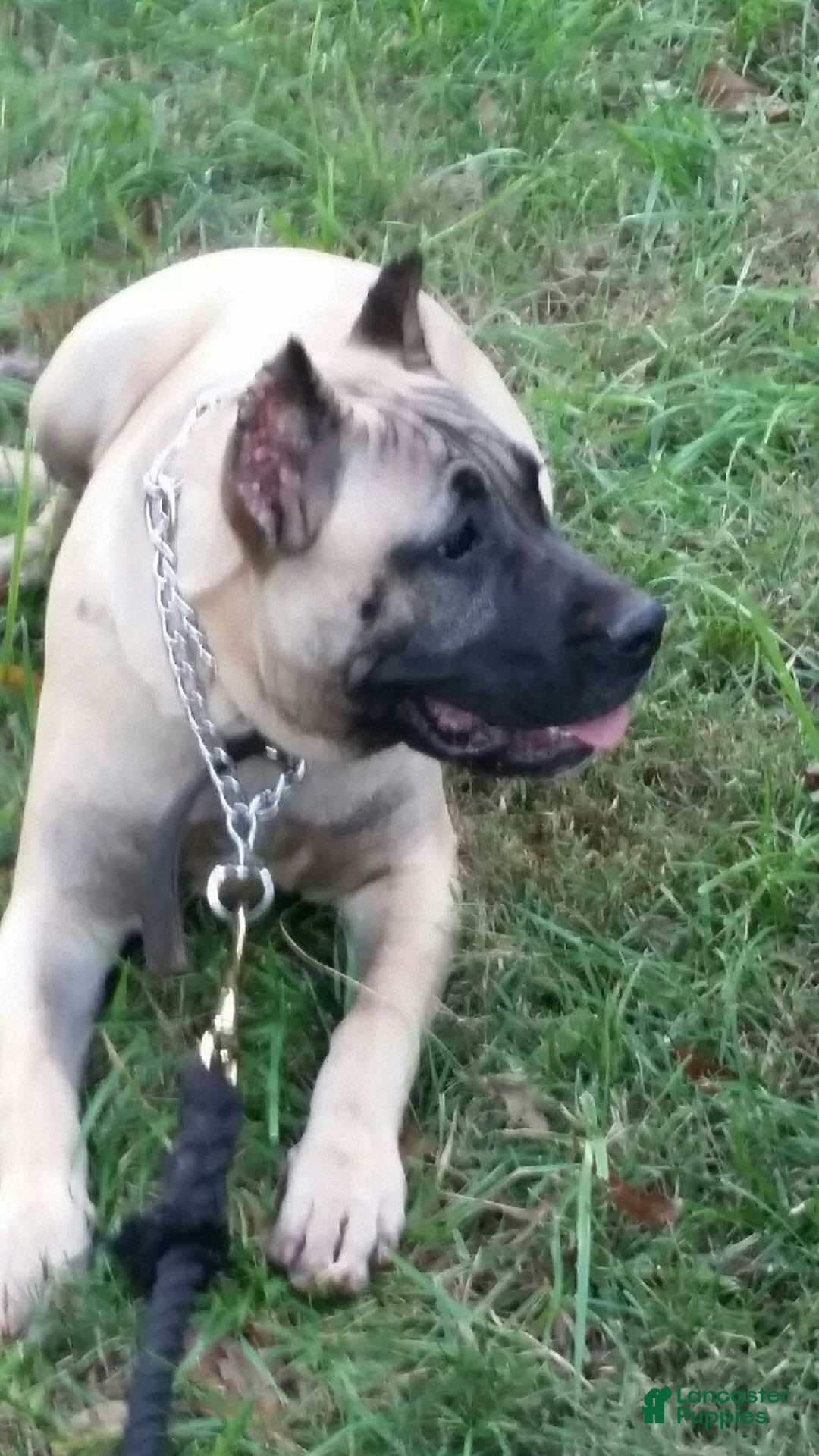 Gallery Image {{count}}