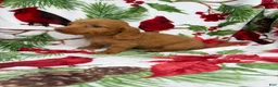 Miniature Dachshund dogs for sale: Toby - Ad 5