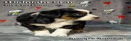 Toy Australian Shepherd dogs for sale: Toy Australian Shepherd 3 - Ad 3