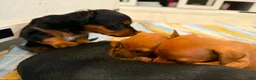 Chiweenie dogs for sale: Chiweenie 2 - Ad 6