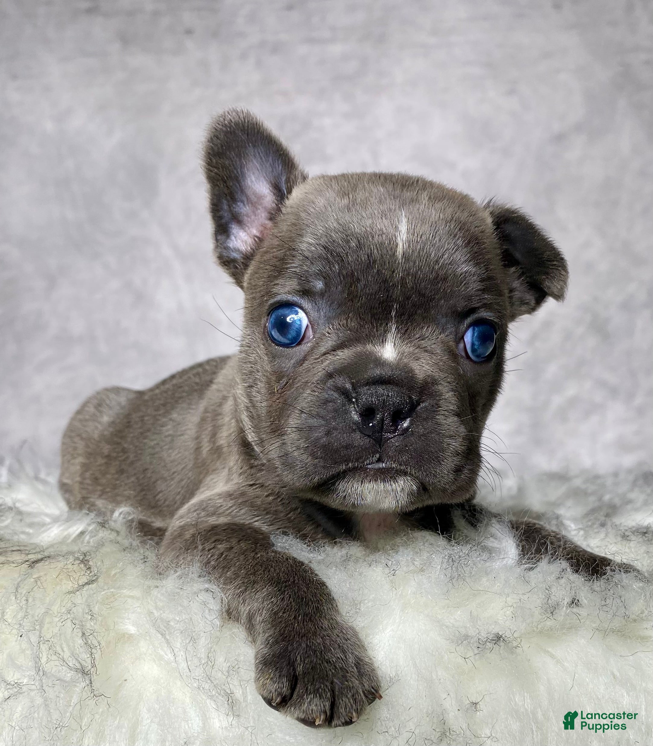Frenchton dogs Miss Ellie  - Ad 1