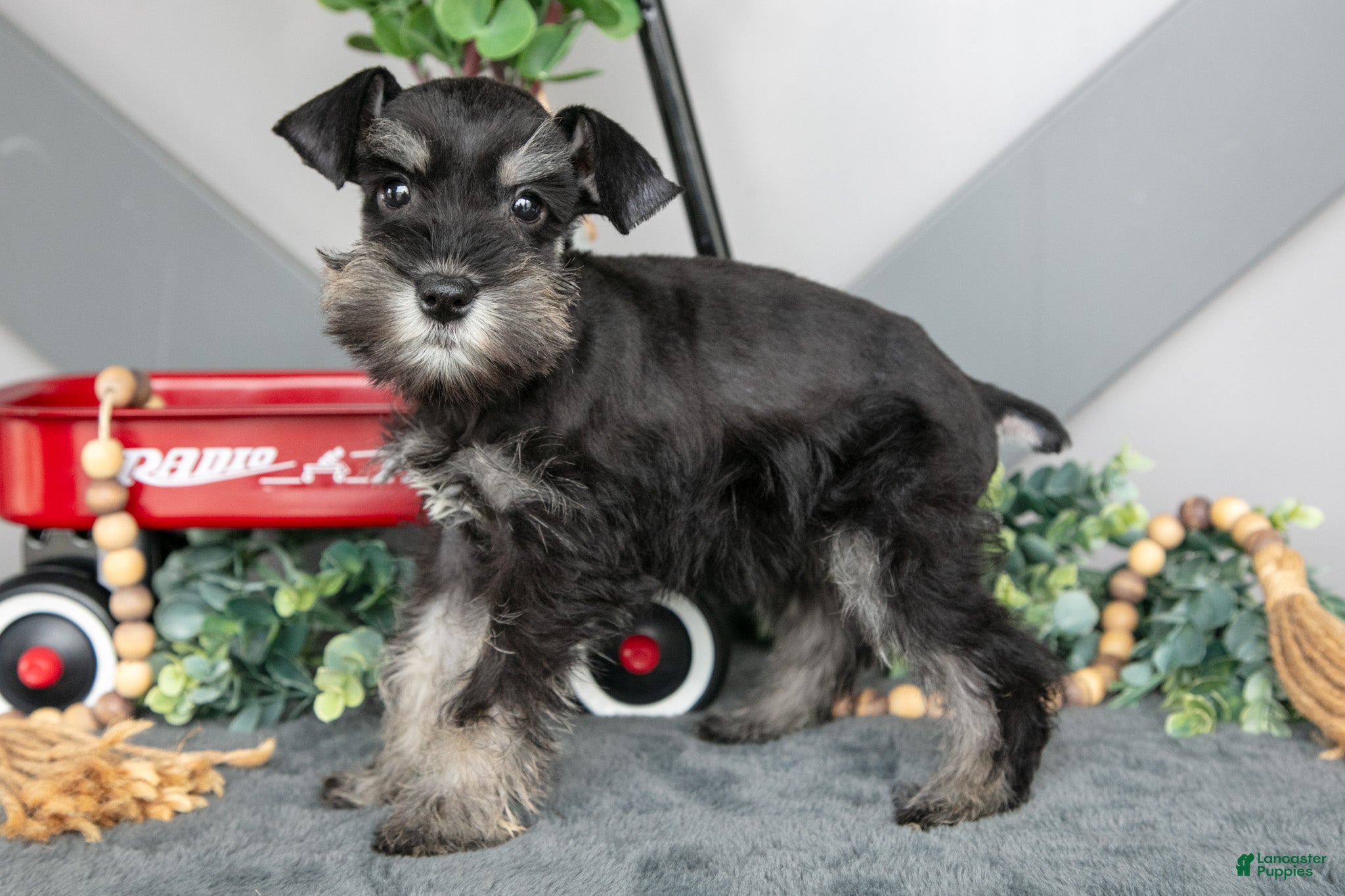 Miniature Schnauzer dogs for sale: Spice - Ad 2