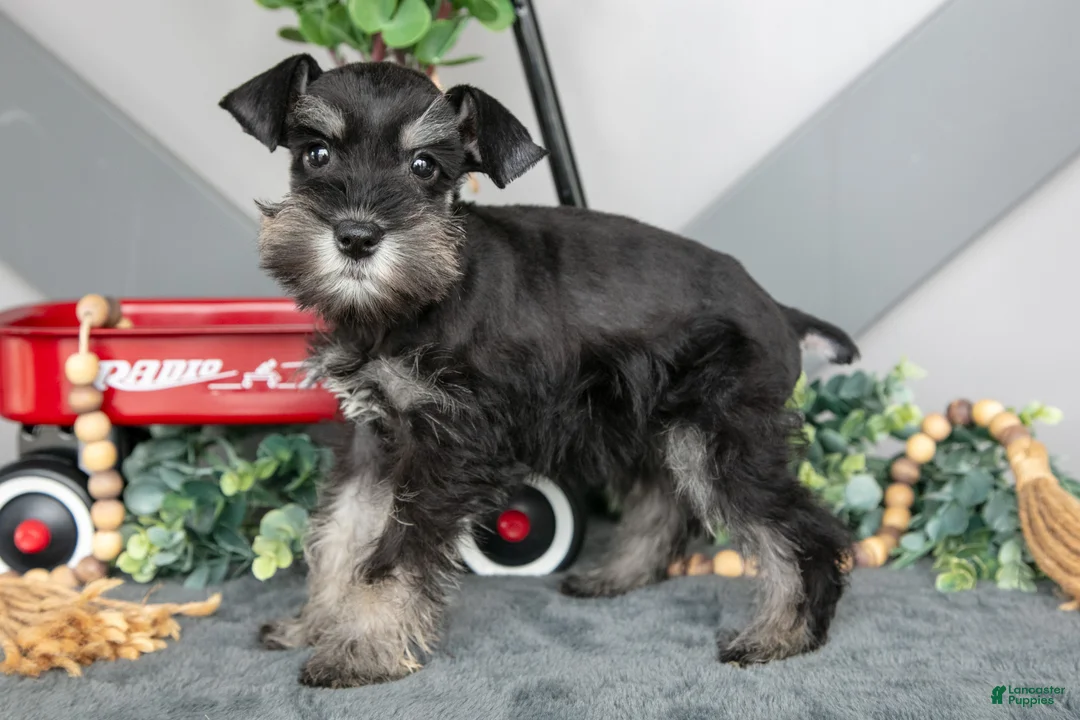 Miniature Schnauzer dogs for sale: Spice - Ad 2