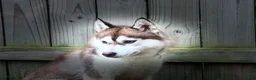 Siberian Husky dogs for sale: Tsunagi - Ad 2