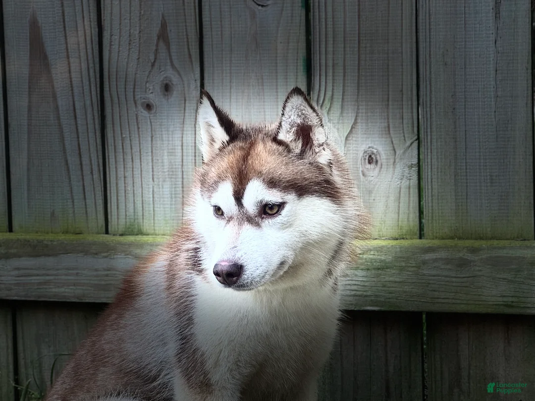 Siberian Husky dogs for sale: Tsunagi - Ad 2