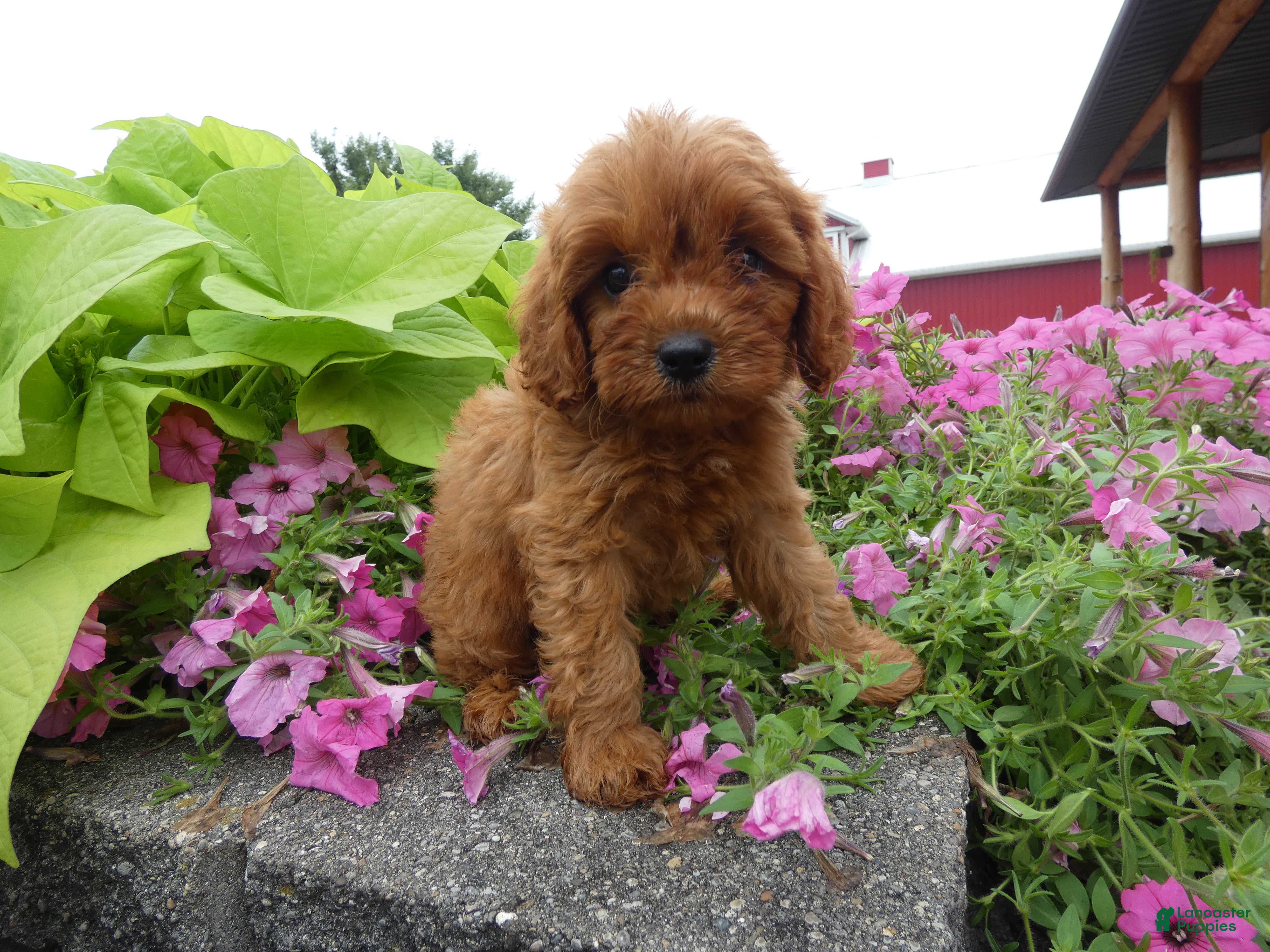 Cavapoo dogs for sale: Cavapoo 2 Marshall - Ad 3
