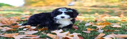 Mini Bernedoodle dogs for sale: Amber - Ad 5