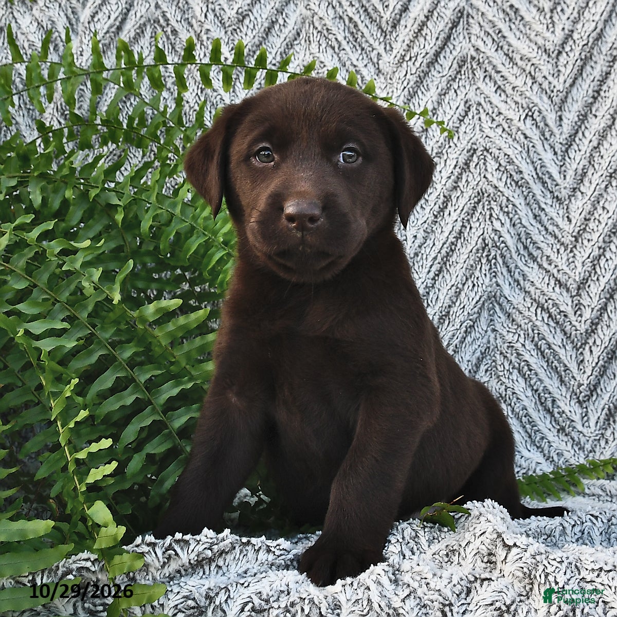 Labrador Retriever dogs for sale: Charmer  - Ad 2