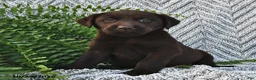 Labrador Retriever dogs for sale: Charmer  - Ad 2