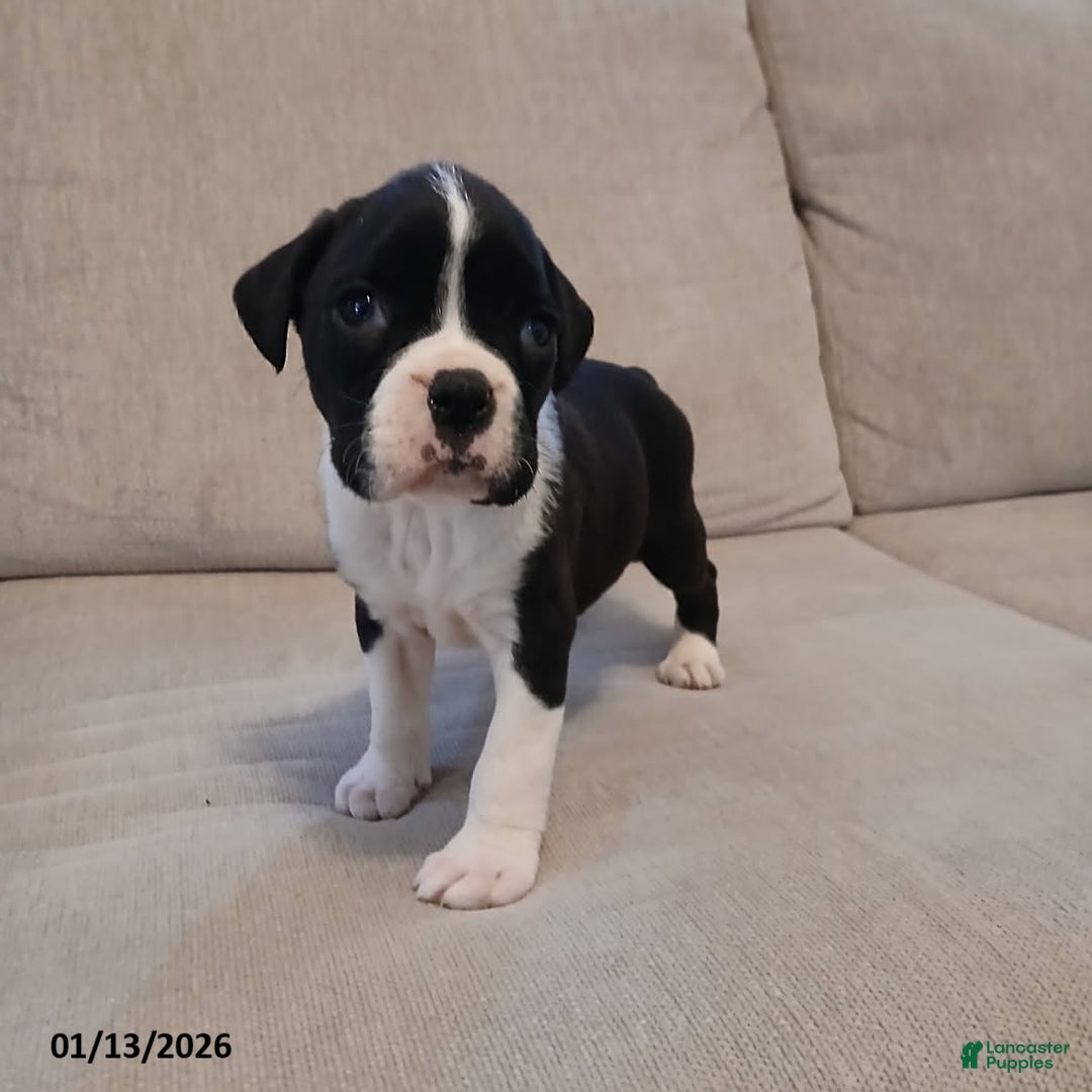 Boxer dogs for sale: Geneva - Ad 5