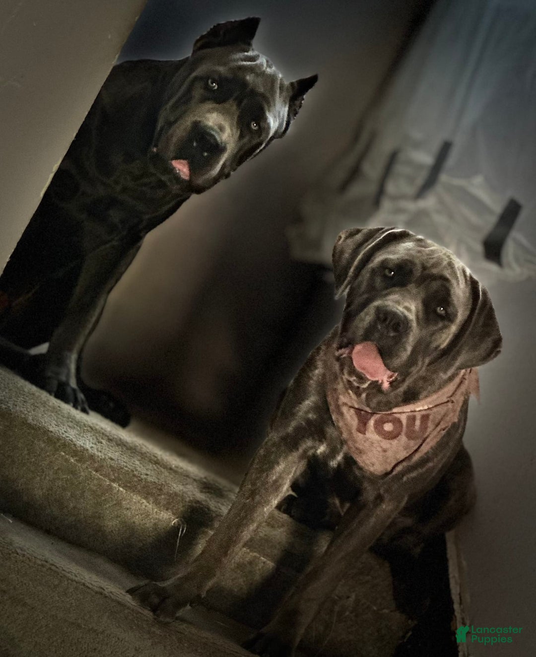 Gallery Image {{count}}