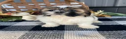 Shih Tzu dogs for sale: Sophie - Ad 1