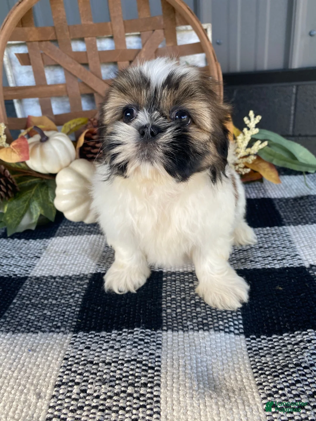 Shih Tzu dogs for sale: Sophie - Ad 1