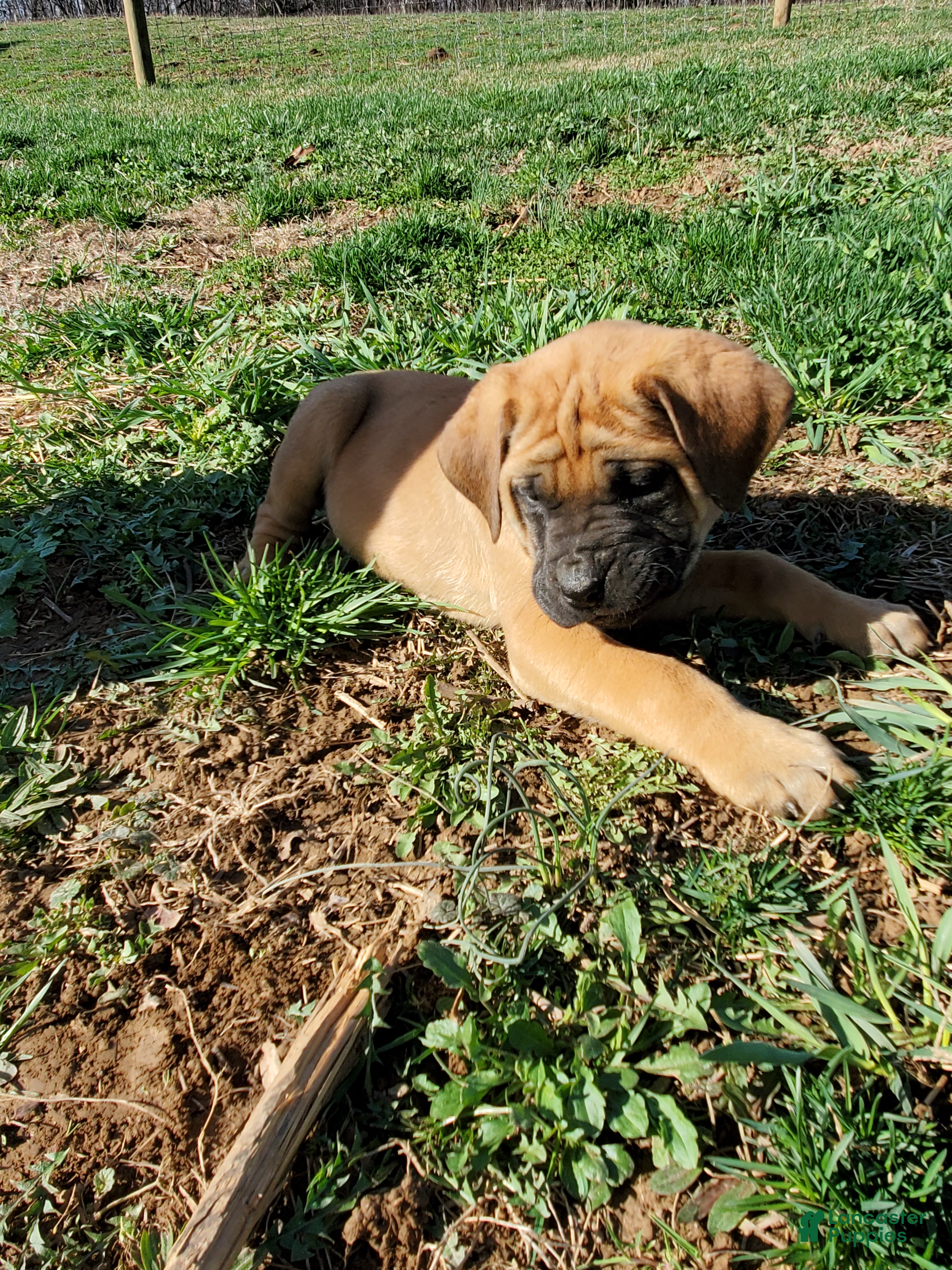 English Mastiff dogs Finn - Ad 1