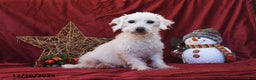 Cavachon dogs for sale: Freddie - Ad 6