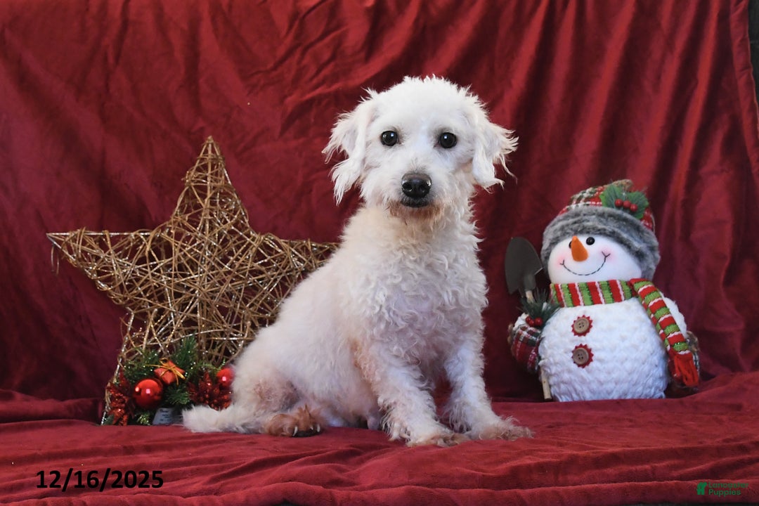 Cavachon dogs for sale: Freddie - Ad 6