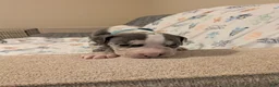 American Pit Bull Terrier dogs for sale: American Pit Bull Terrier 8 - Ad 2