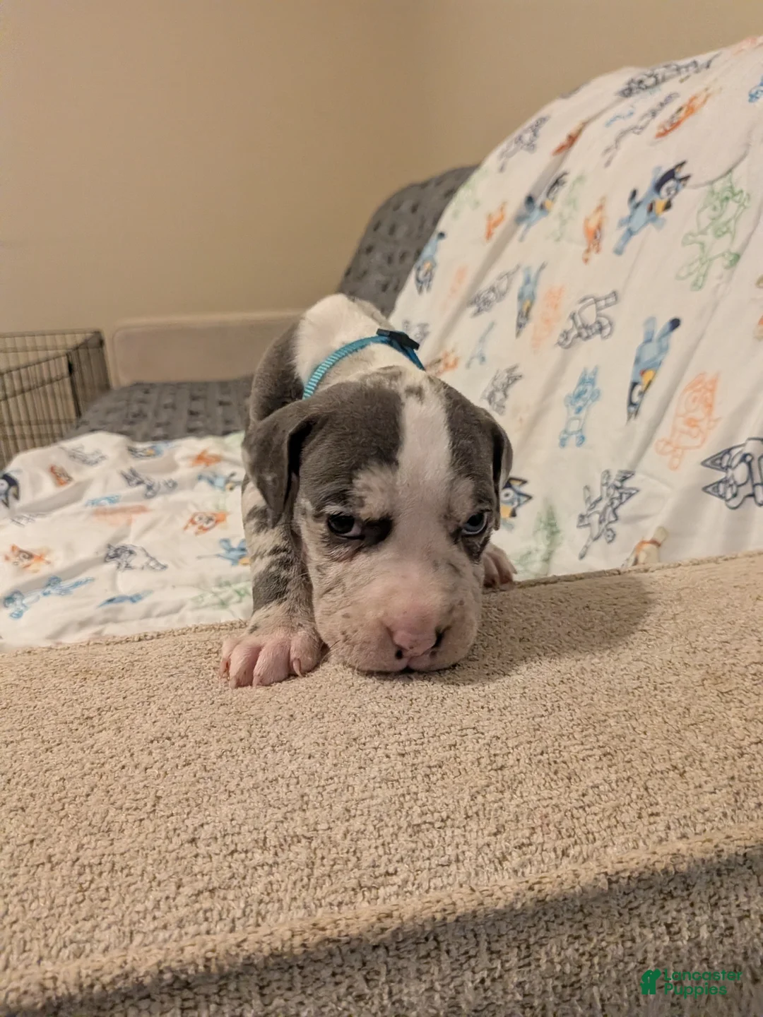 American Pit Bull Terrier dogs for sale: American Pit Bull Terrier 8 - Ad 2
