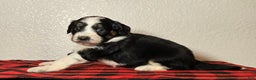 Mini Aussiedoodle dogs for sale: Ollie – Male (Tri-Color) - Ad 7