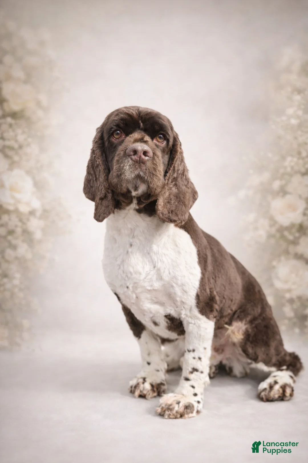 Cocker Spaniel dogs for sale: Cocker Spaniel Puppy 1 - Ad 6