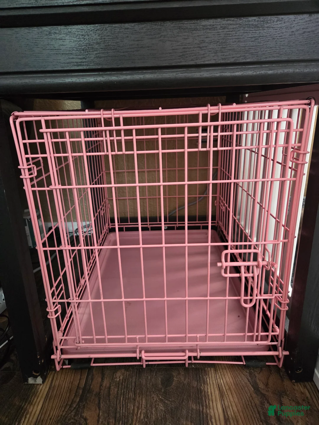 Shih Tzu dogs for sale: Shih Tzu Puppy 1 - Ad 1