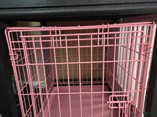 Shih Tzu dogs Shih Tzu Puppy 1 - Ad 19