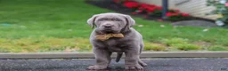 Labrador Retriever dogs for sale: Smoke - Ad 2
