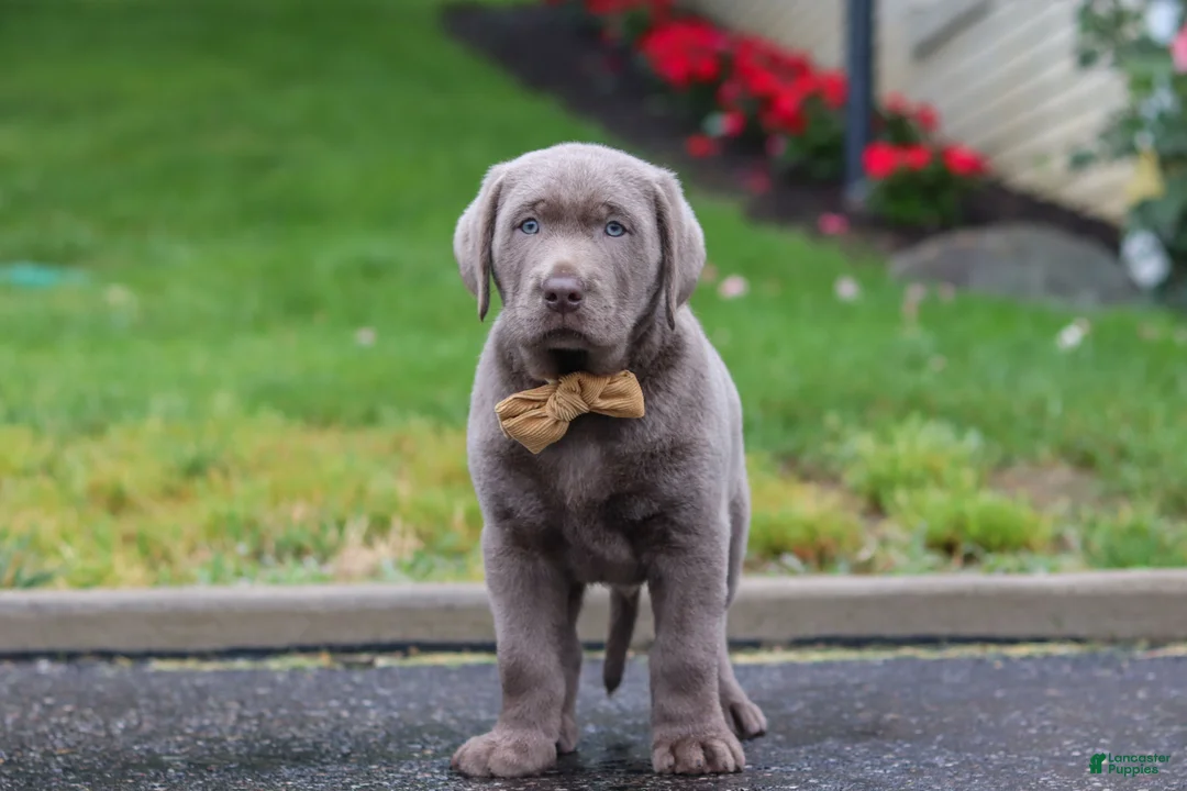 Labrador Retriever dogs for sale: Smoke - Ad 2