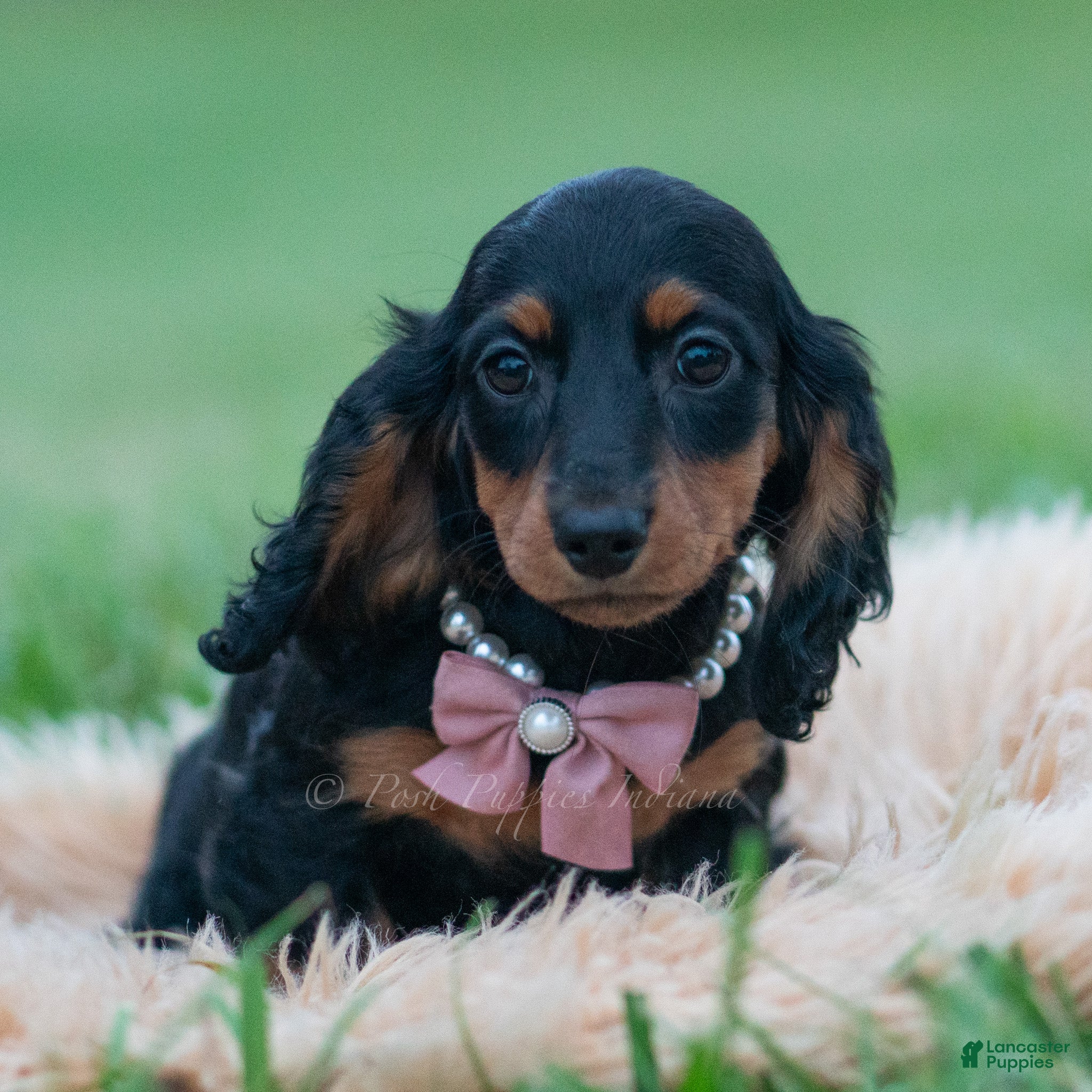 Miniature Dachshund dogs Black Betty - Ad 31