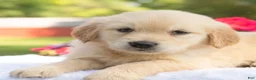 Golden Retriever dogs for sale: Scarlet  - Ad 3