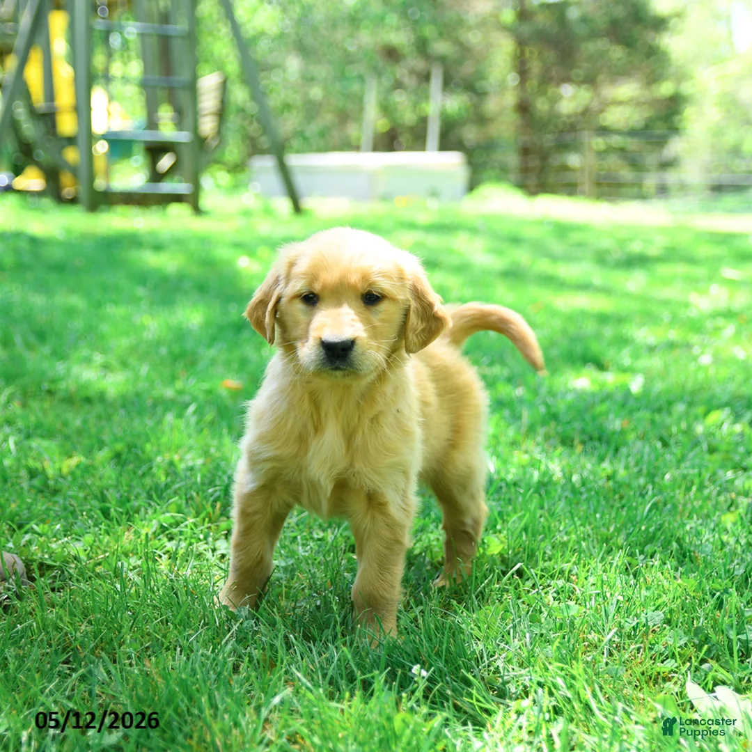 Golden Retriever dogs for sale: Precious - Ad 1