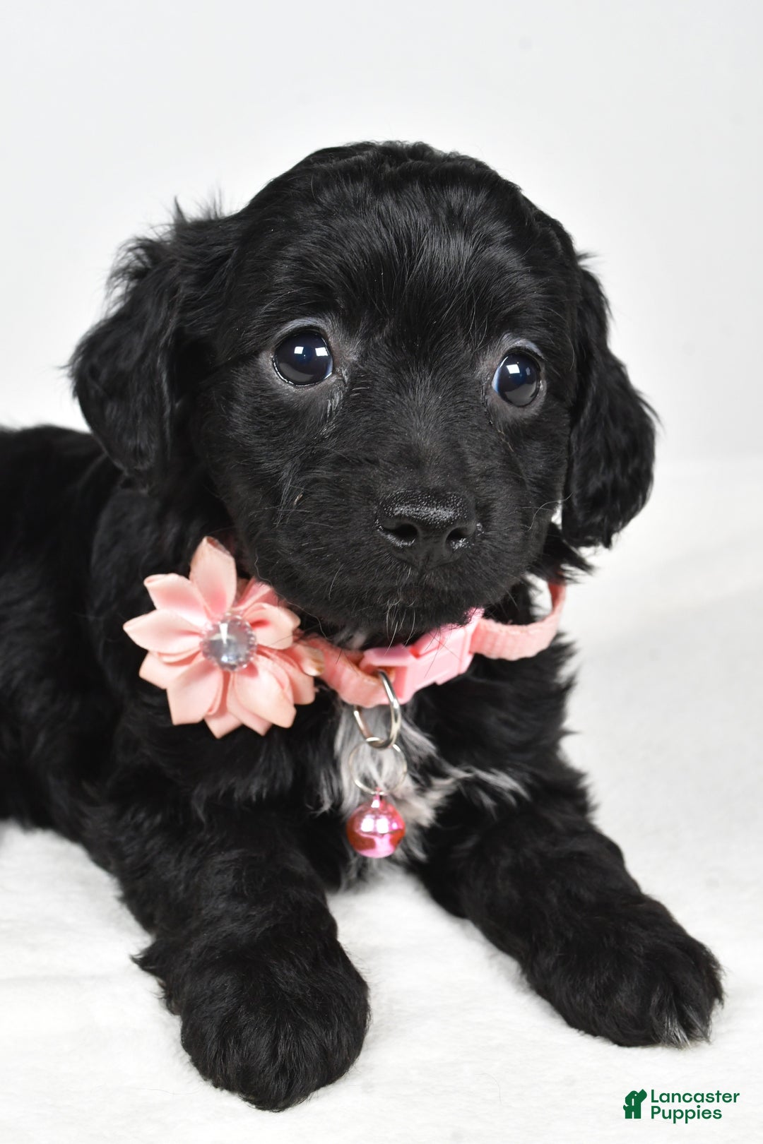 Cavapoo dogs for sale: Shelly - Ad 5