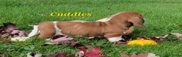 Basset Hound dogs for sale: Cuddles - Ad 4