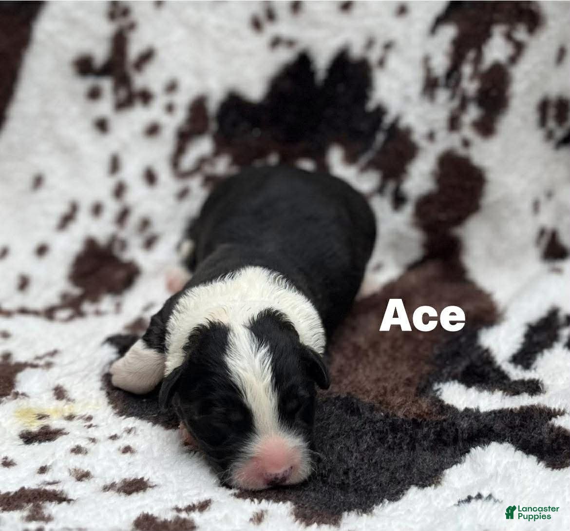 Welsh Corgi Cardigan dogs Ace - Ad 7