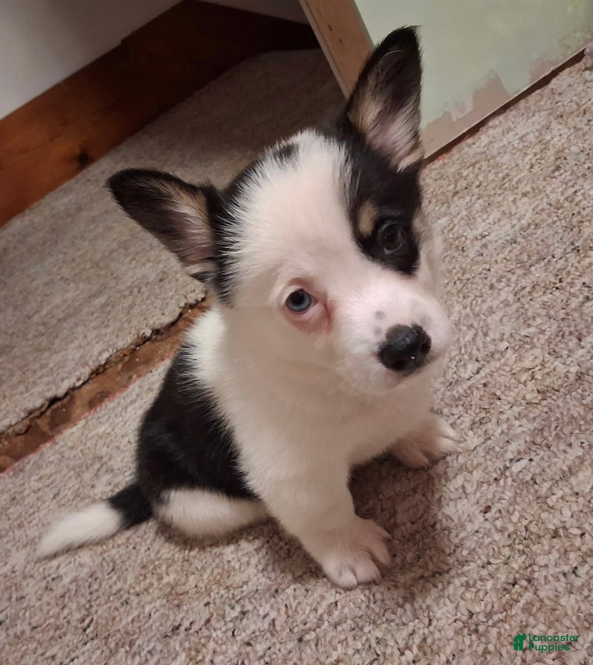 Darcy