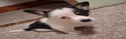 American Corgi dogs for sale: Darcy  - Ad 1