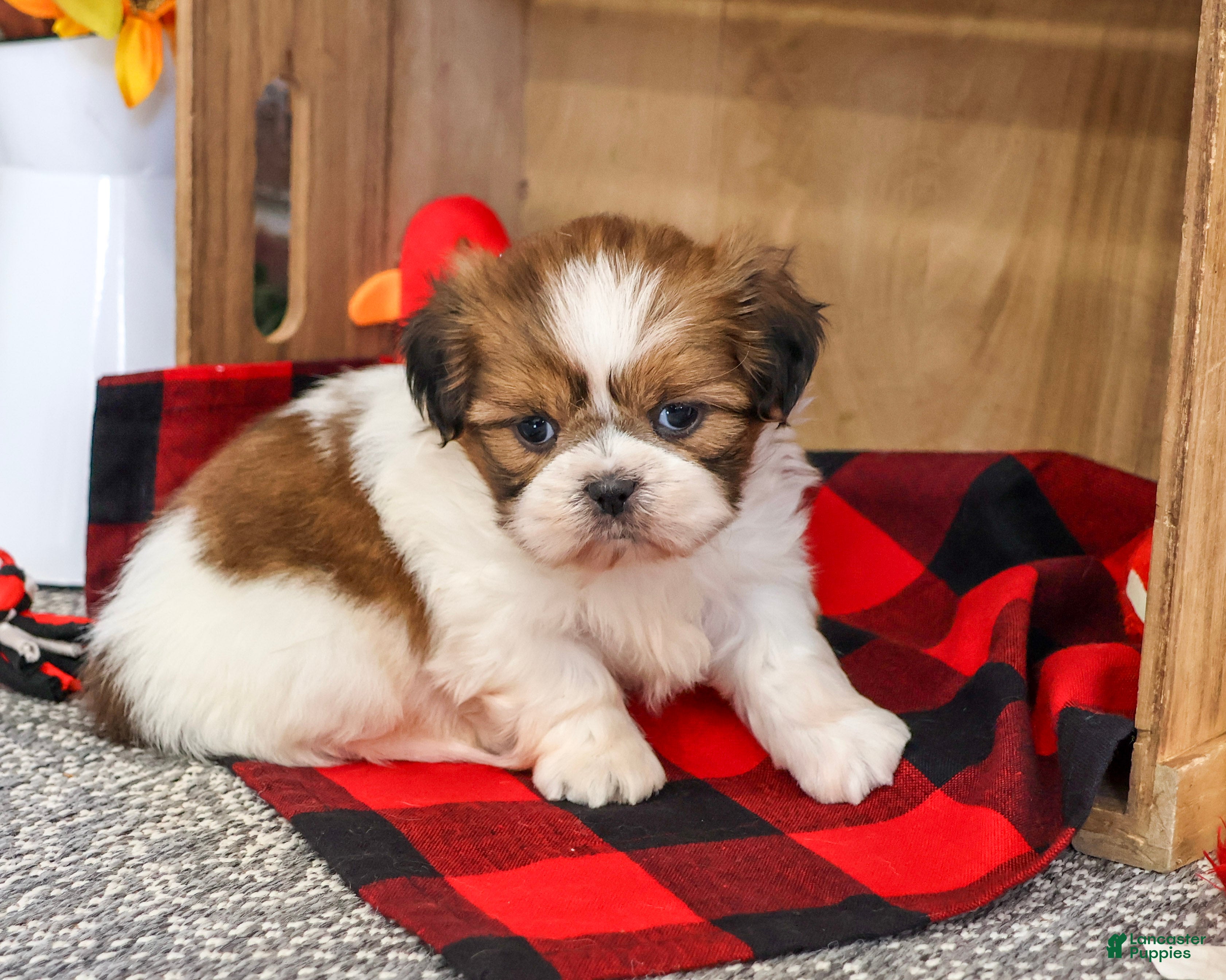 Shih Tzu dogs for sale: Jake - Ad 1