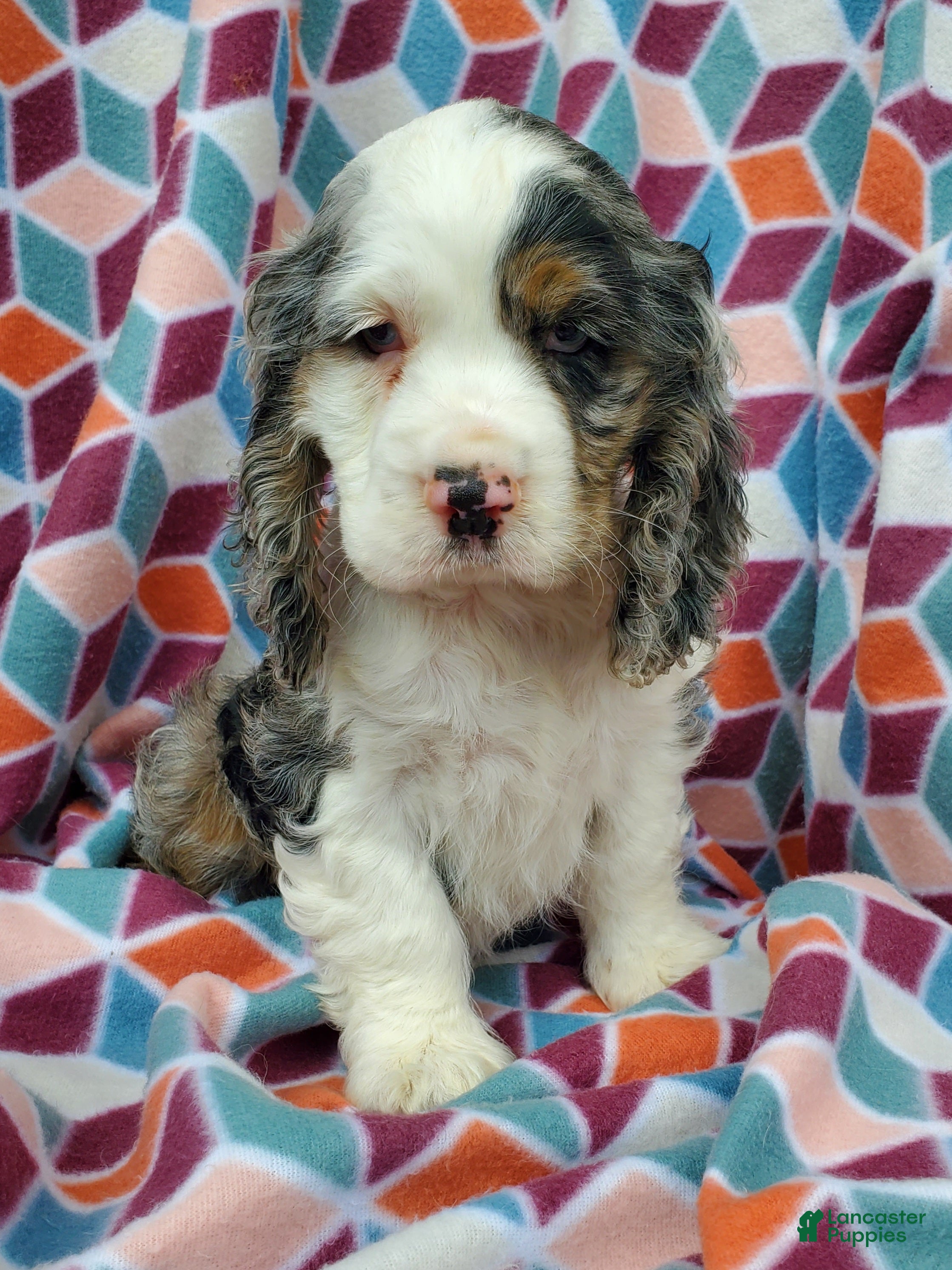 Cocker Spaniel dogs Faye - Ad 1