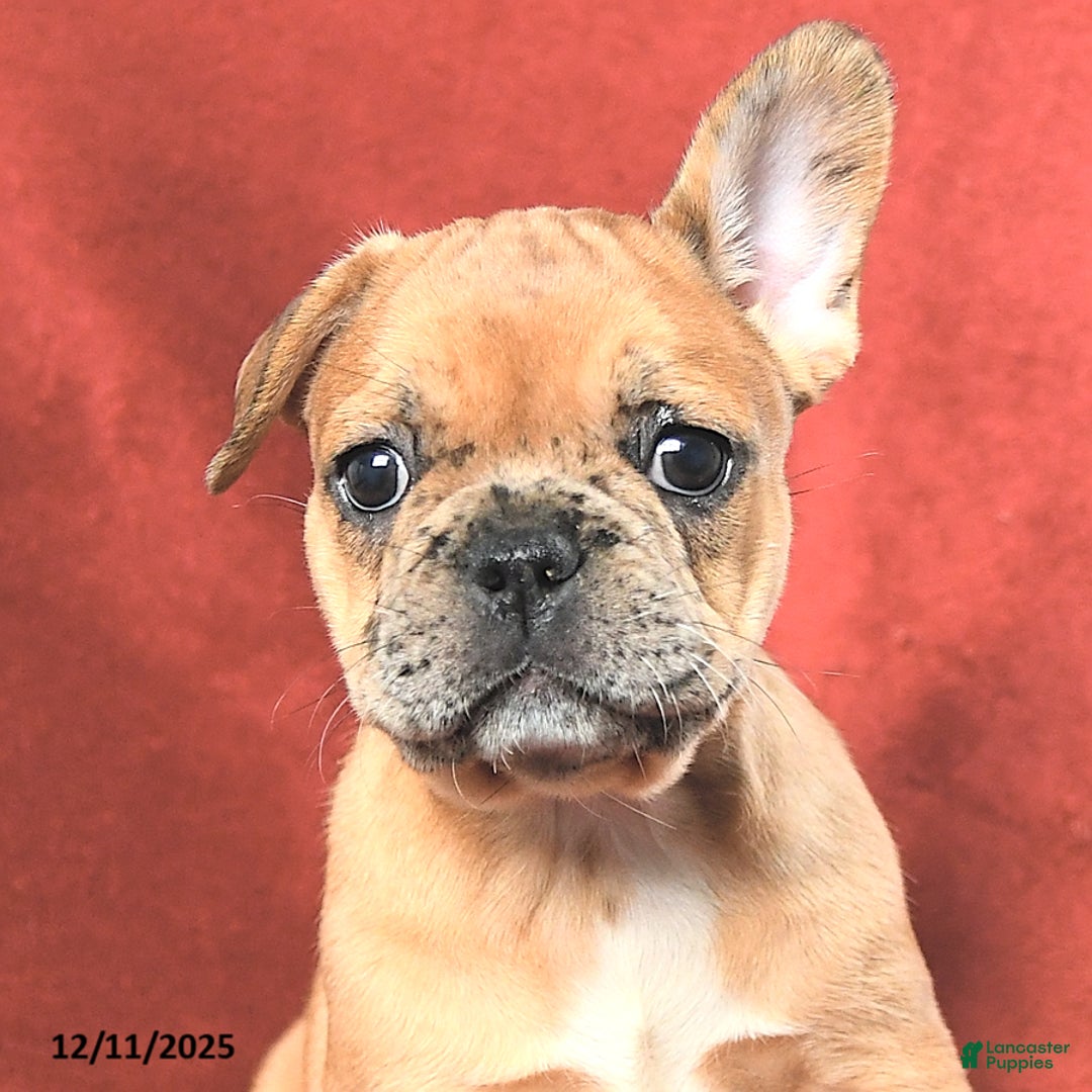 French Bulldog dogs for sale: Ashley - Ad 5