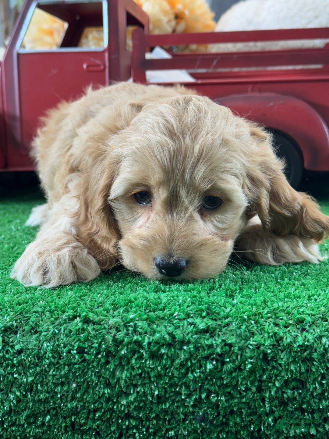 Cockapoo dogs for sale: Nellie  - Ad 3
