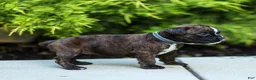 Boxer dogs for sale: Lucy Boxer Puppy  - Ad 14