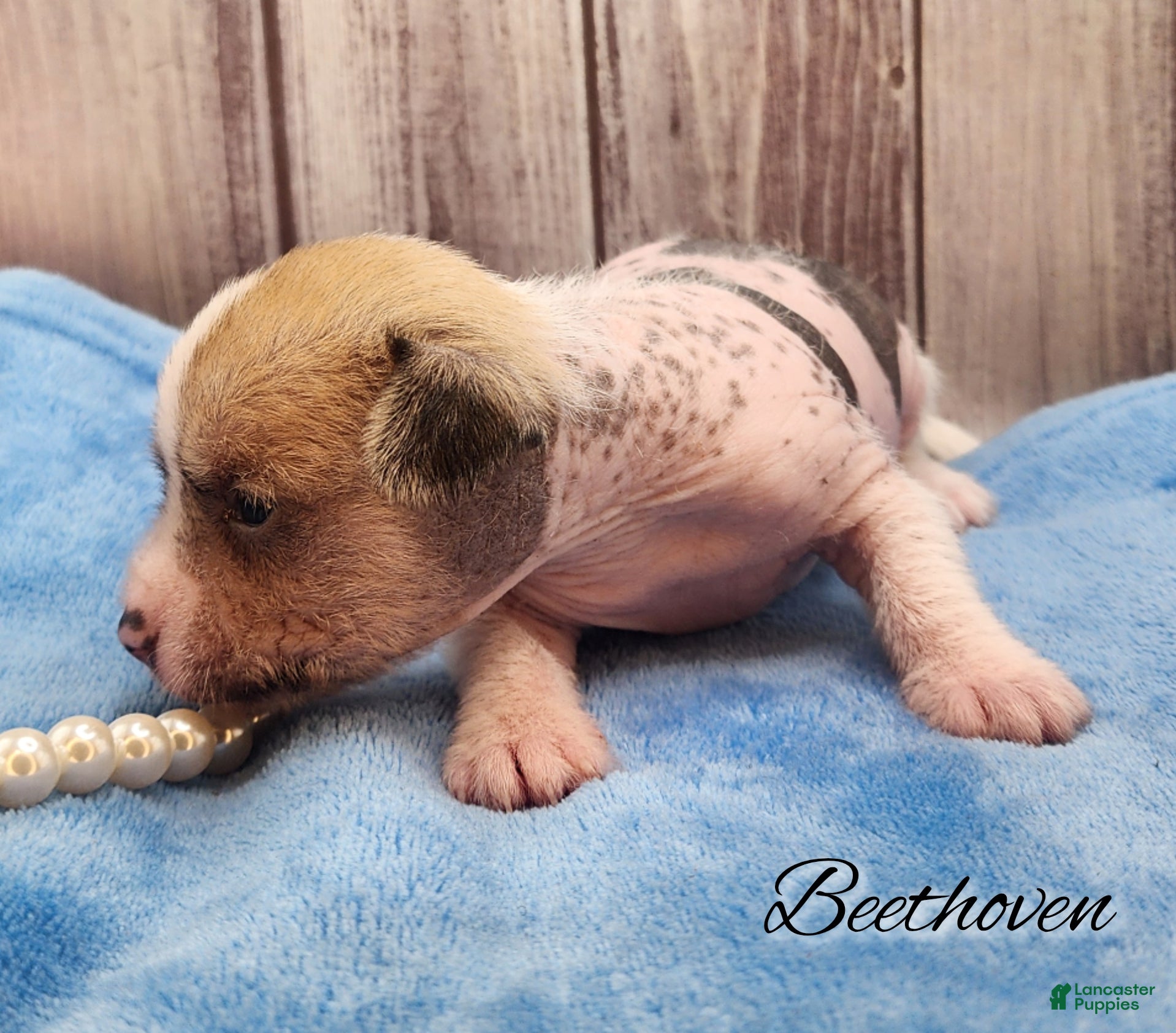Mixed Breed dogs Beethoven - Ad 20