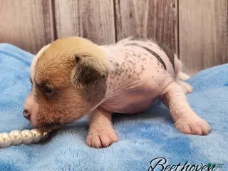 Mixed Breed dogs Beethoven - Ad 20