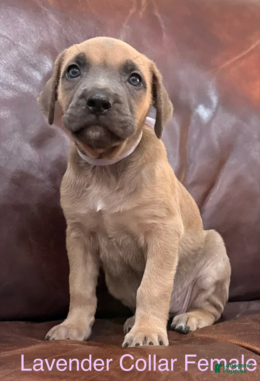 Cane Corso dogs for sale: Lavender Collar F Cane Corso Puppy - Ad 3
