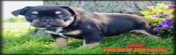 French Bulldog dogs for sale: Joey - Ad 1