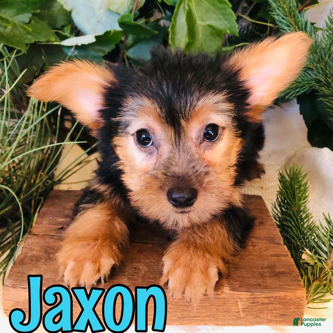 Yorkshire Terrier dogs for sale: Yorkshire Terrier 2 - Ad 2