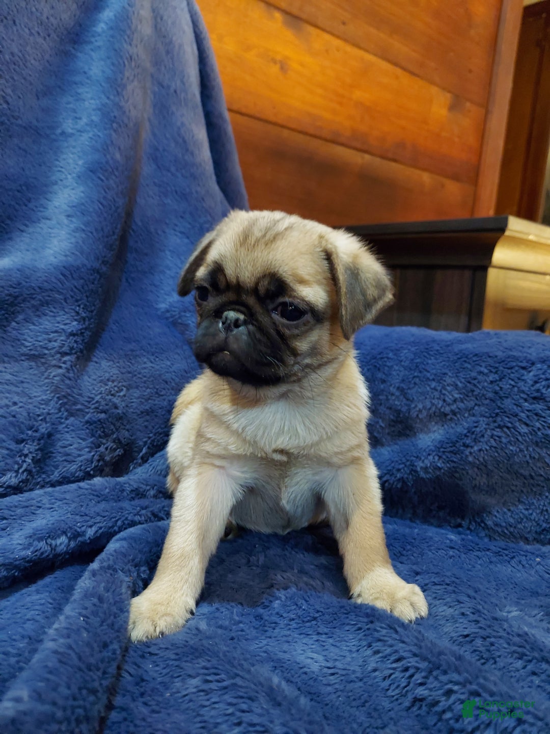 Pug dogs for sale: BILLY - Ad 7
