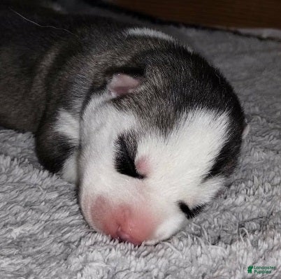 Siberian Husky dogs 4 Arwen - Ad 1